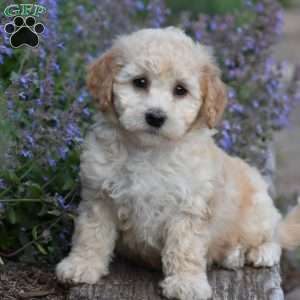 Bailey, Bich-Poo Puppy